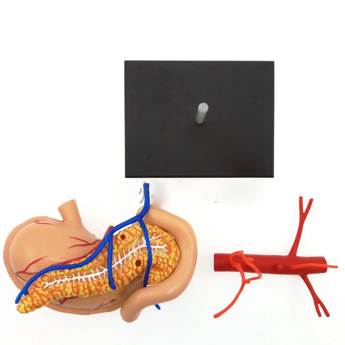 Human Stomach & Internal Organs Anatomy Educational Model Kit by 4D Vision Assembly Training Aid 9 Parts Teaching Resources - KiwisLove
