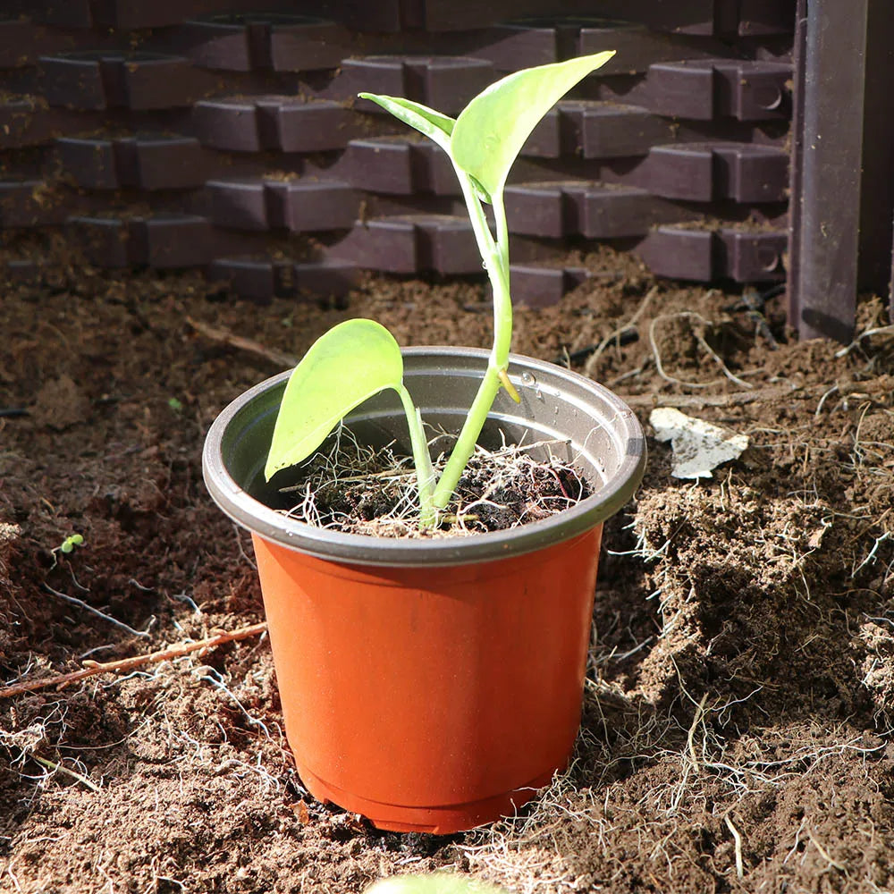 Garden Plant Pot Flowerpots Nursery Seed Starting Lightweight Breathable Maintain Humidity Flower Vegetable in 6 sizes Container