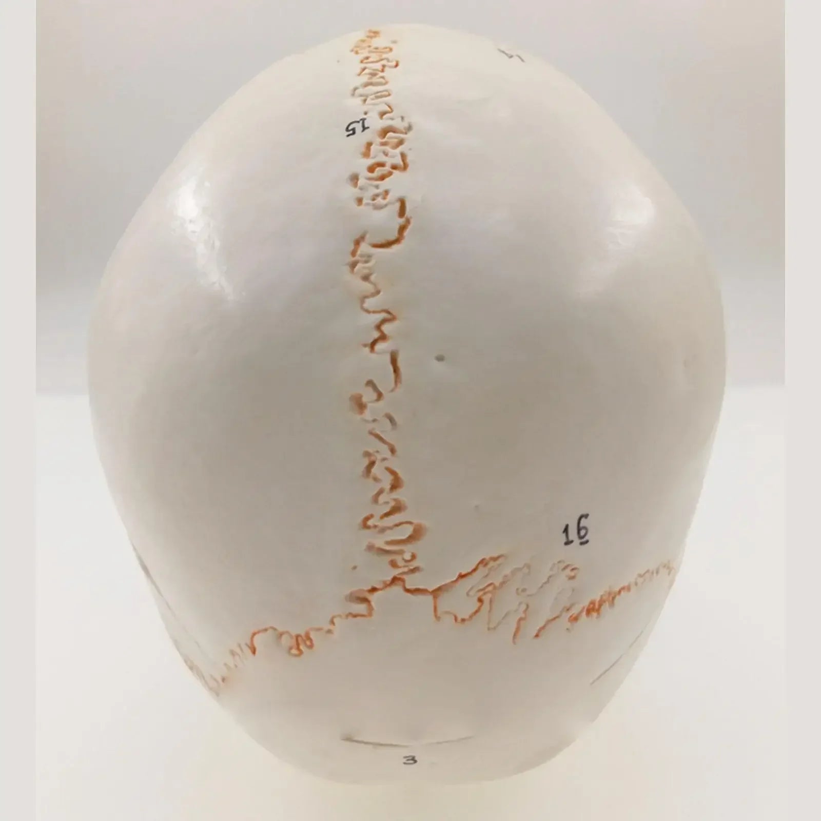 Numbered Human Skull Model Natural Life Size Bone Suture Clear Matt PVC Teaching Resources Learning Resources - KiwisLove