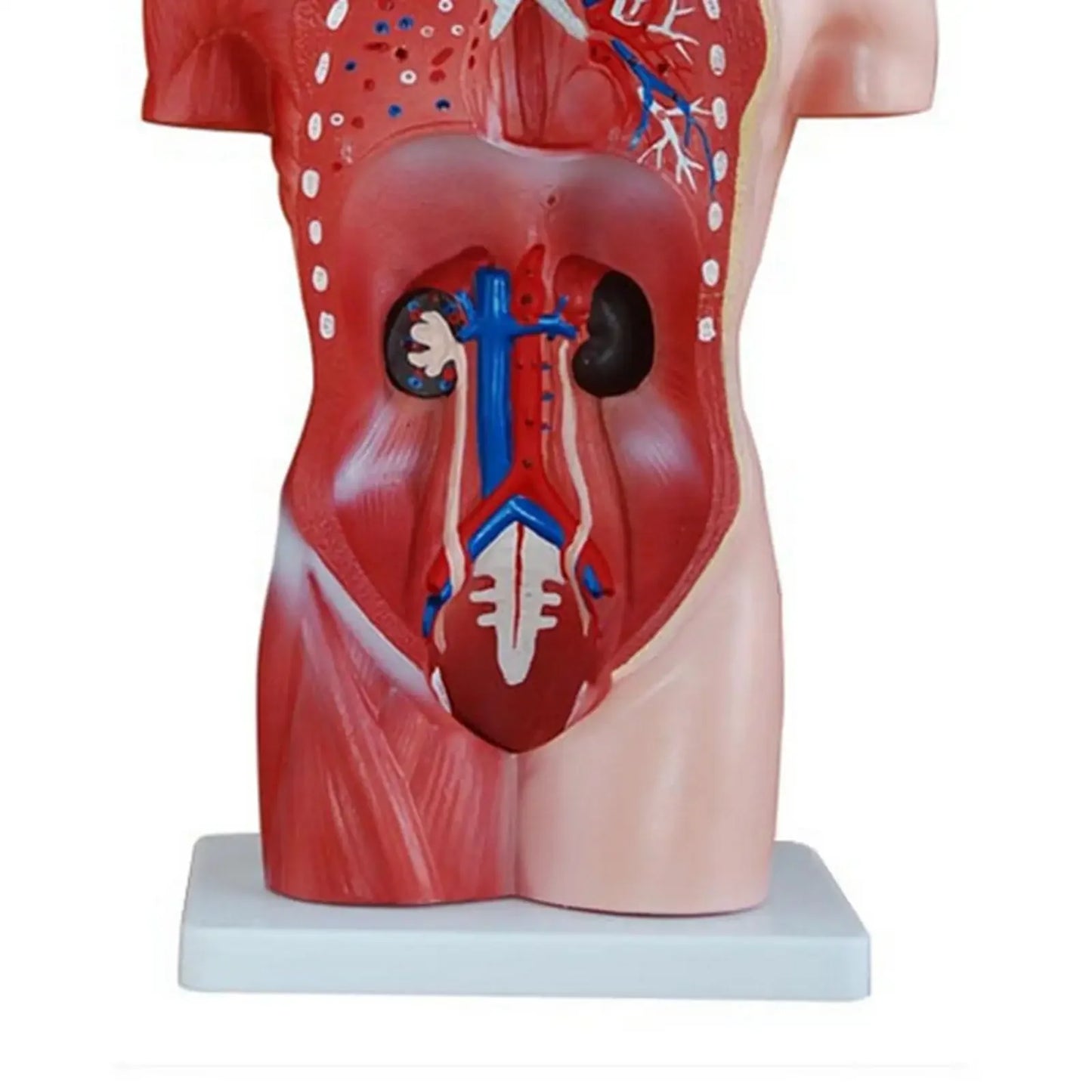 Human 42cm Female Torso Anatomical Model Skeleton Medical Anatomy 15 Part - KiwisLove