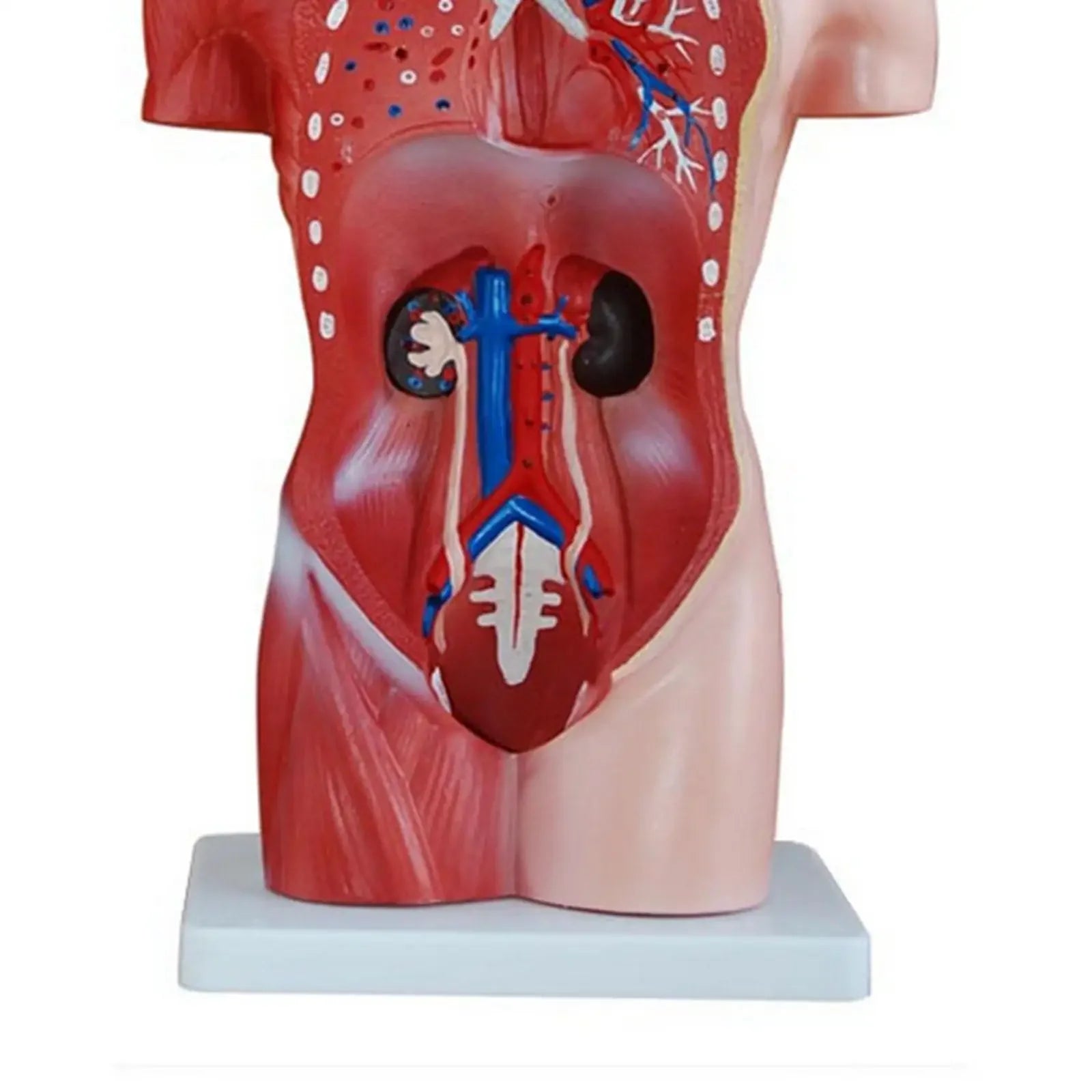 Human 42cm Female Torso Anatomical Model Skeleton Medical Anatomy 15 Part - KiwisLove