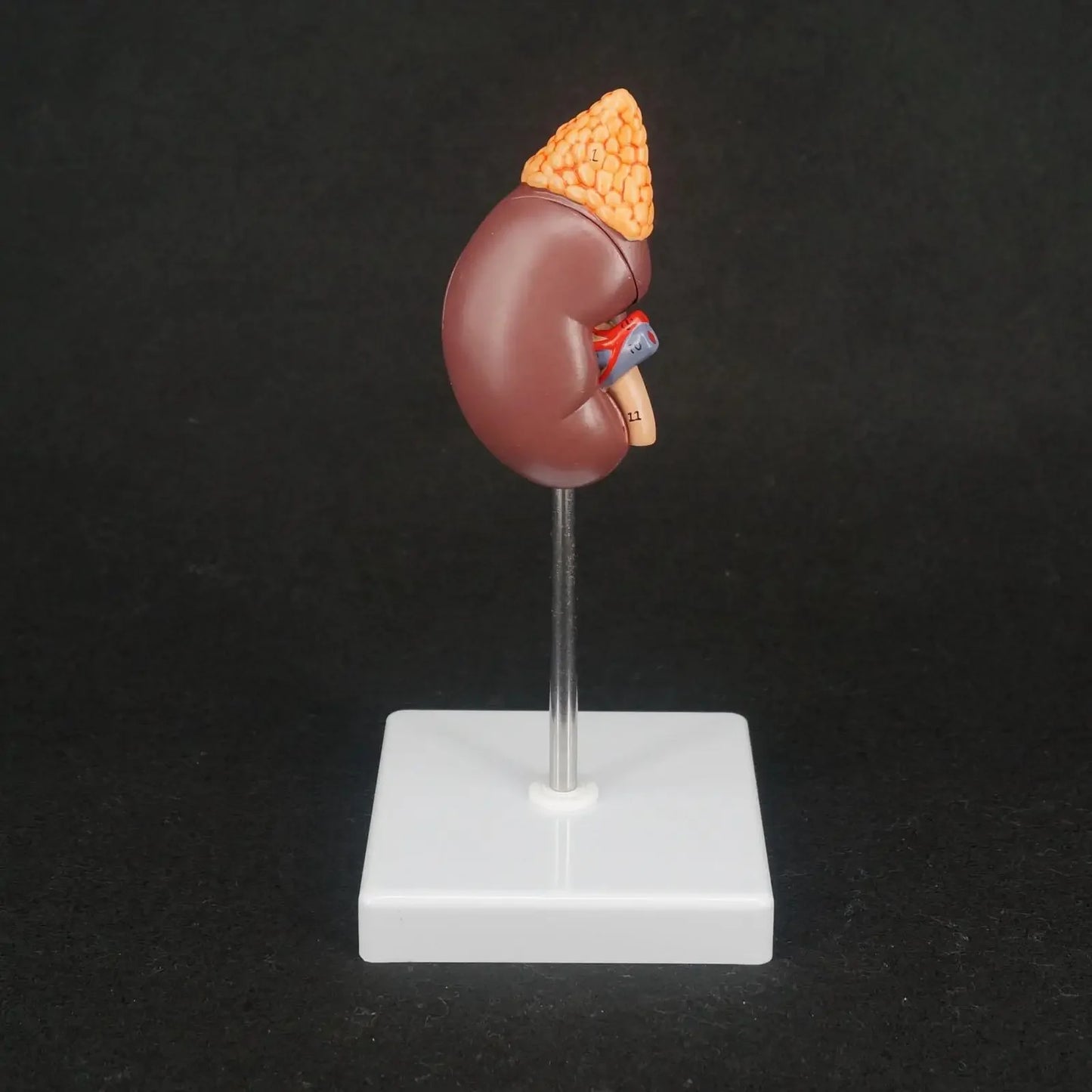 Human Kidney with Adrenal Gland Anatomical Medical Model Urology Anatomy Natural Life Size Teaching Resources - KiwisLove