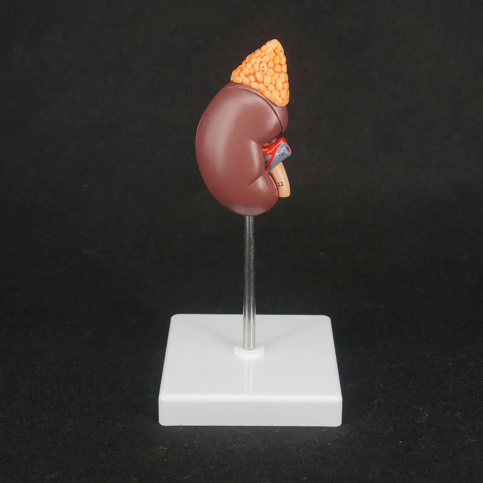 Human Kidney with Adrenal Gland Anatomical Medical Model Urology Anatomy Natural Life Size Teaching Resources - KiwisLove