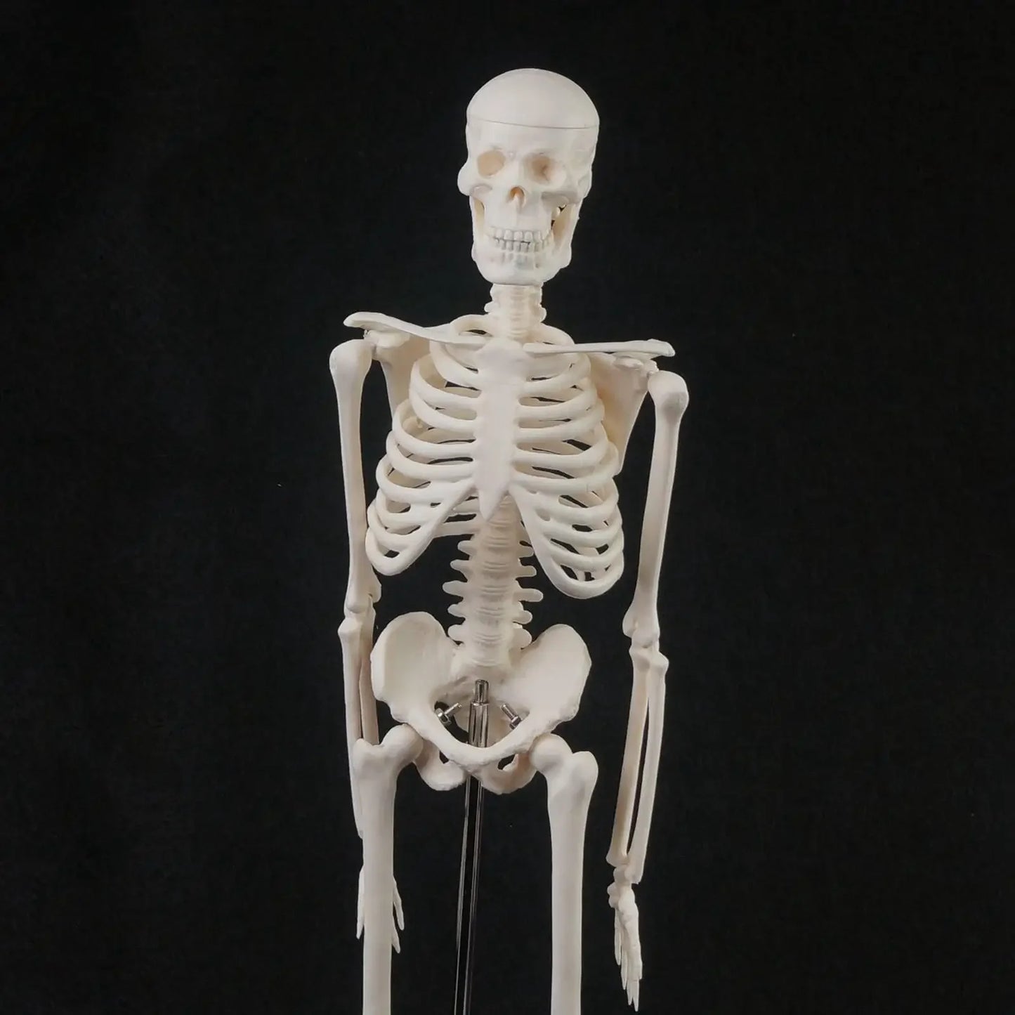 45CM Human Anatomical Anatomy Skeleton Model Medical  Poster Medical Learn Aid - KiwisLove