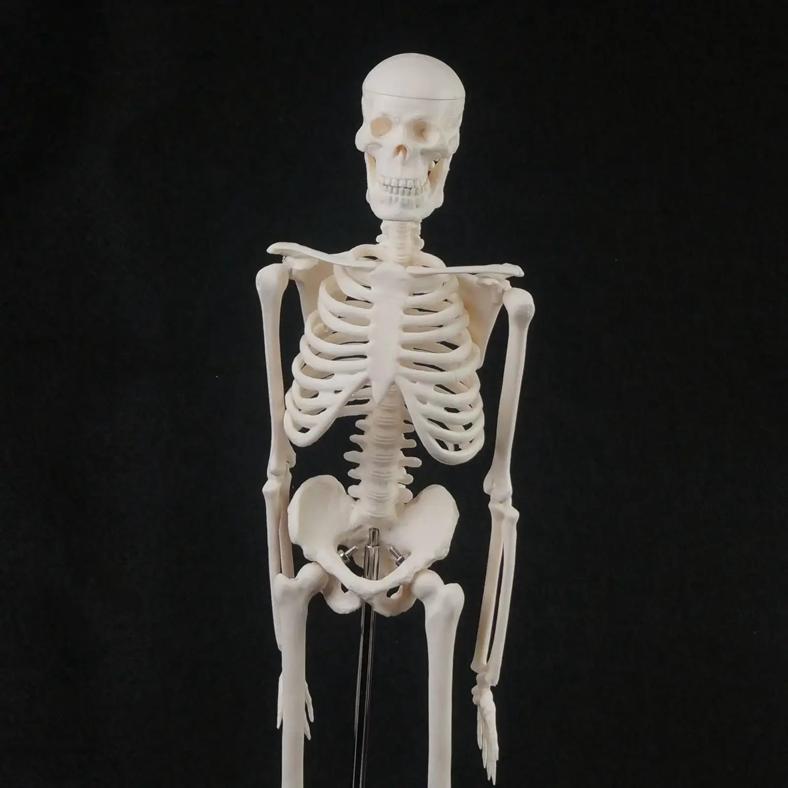 45CM Human Anatomical Anatomy Skeleton Model Medical  Poster Medical Learn Aid - KiwisLove