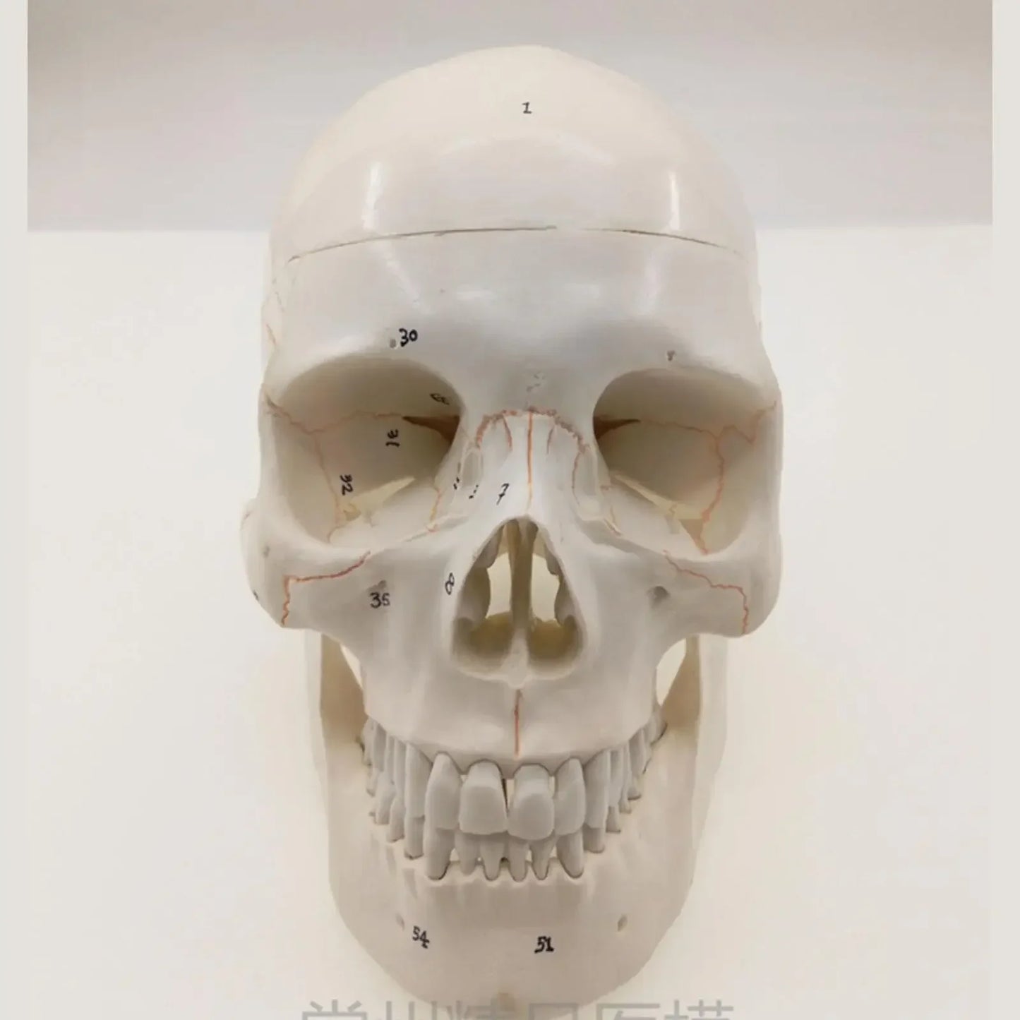 Numbered Human Skull Model Natural Life Size Bone Suture Clear Matt PVC Teaching Resources Learning Resources - KiwisLove