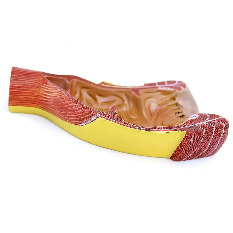 PVC Human Rectum and Canal Model Medical Anatomical Models School - KiwisLove
