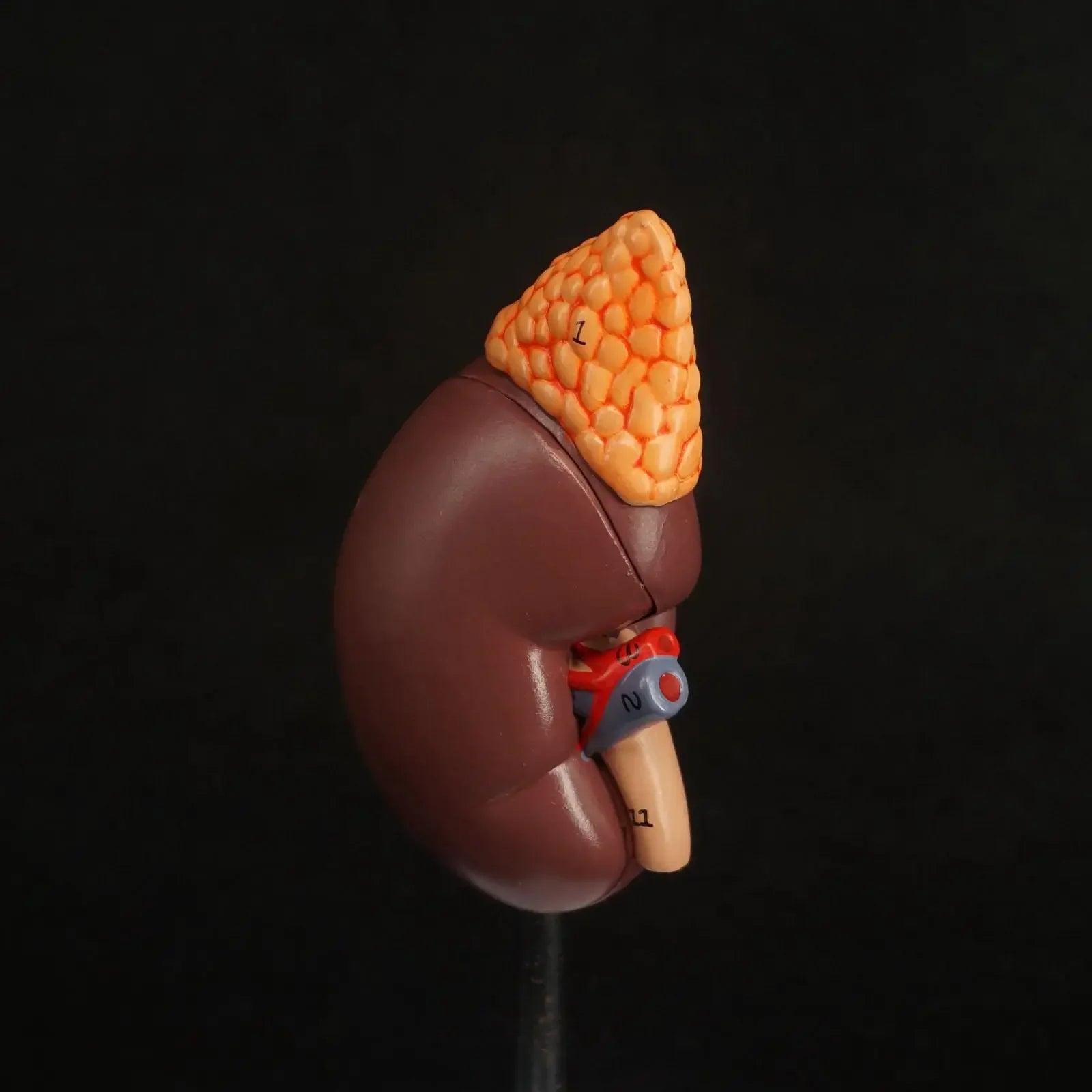 Human Kidney with Adrenal Gland Anatomical Medical Model Urology Anatomy Natural Life Size Teaching Resources - KiwisLove