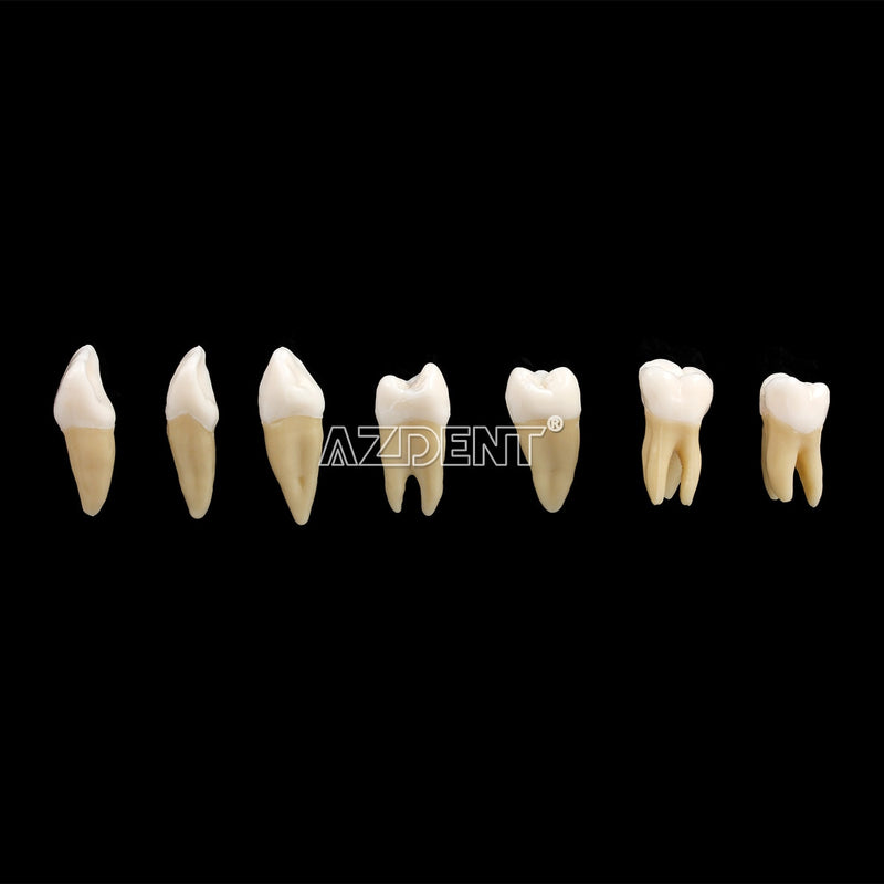 1:1 Dental 28 Pcs Demonstration Permanent Teeth Teach Model Implant Dentist Practice Product - KiwisLove