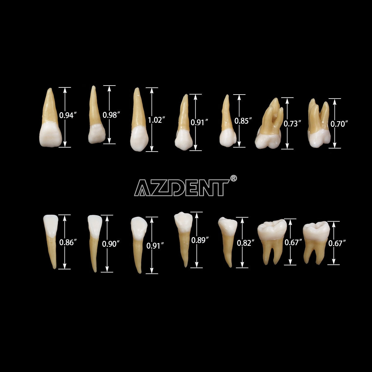 1:1 Dental 28 Pcs Demonstration Permanent Teeth Teach Model Implant Dentist Practice Product - KiwisLove