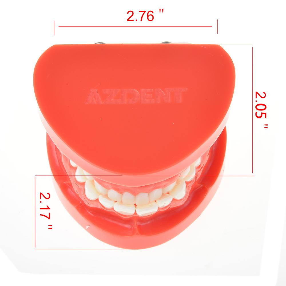 Dental Prosthesis Teeth Model Denture Teaching Dentist Simulator Technician Tools - KiwisLove
