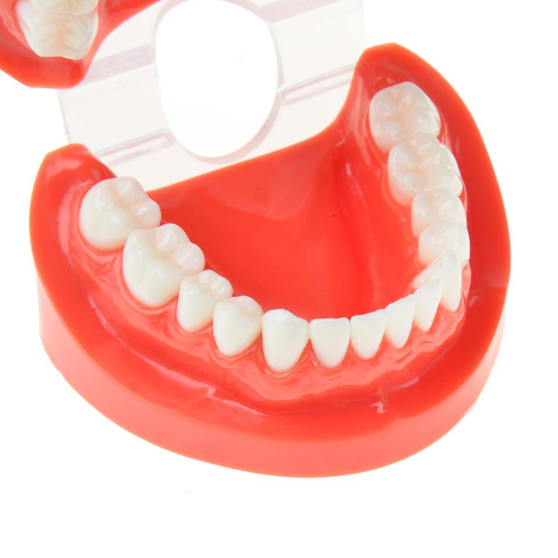 Dental Prosthesis Teeth Model Denture Teaching Dentist Simulator Technician Tools - KiwisLove