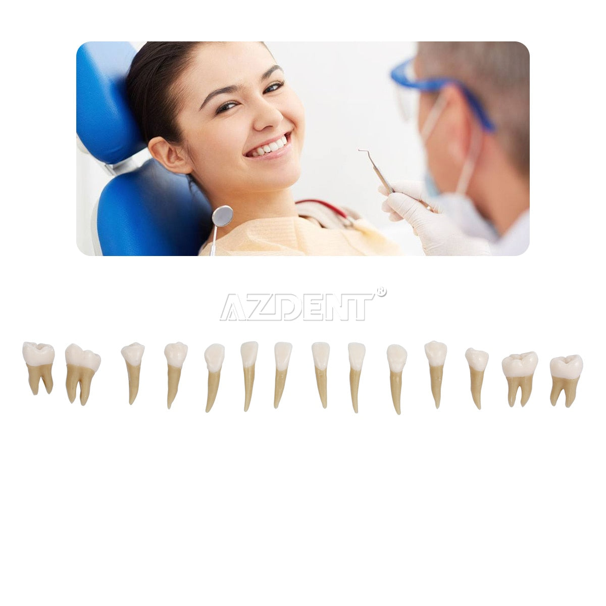 1:1 Dental 28 Pcs Demonstration Permanent Teeth Teach Model Implant Dentist Practice Product - KiwisLove