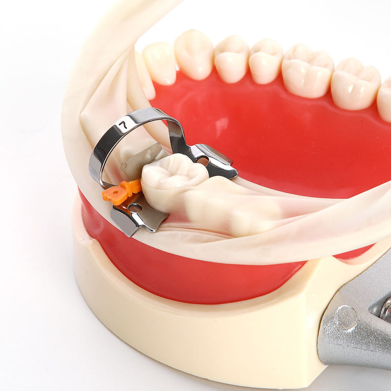 50pcs/box Dental Prime Teeth Interproximal Plastic Wedge With Protection - KiwisLove