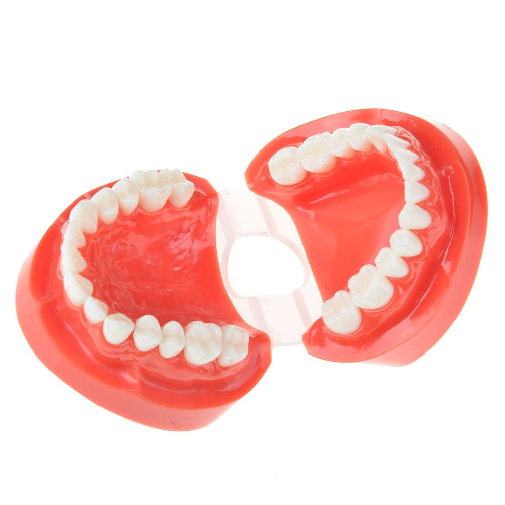 Dental Prosthesis Teeth Model Denture Teaching Dentist Simulator Technician Tools - KiwisLove