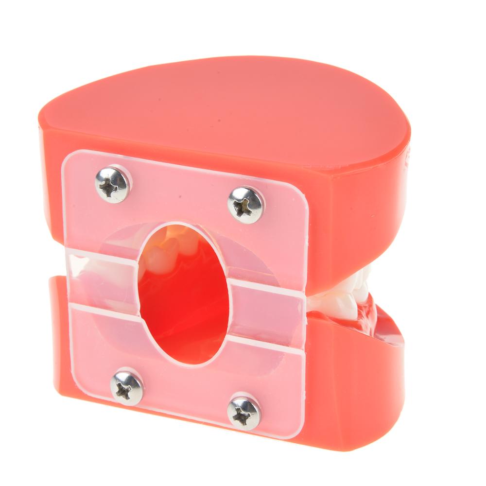 Dental Prosthesis Teeth Model Denture Teaching Dentist Simulator Technician Tools - KiwisLove