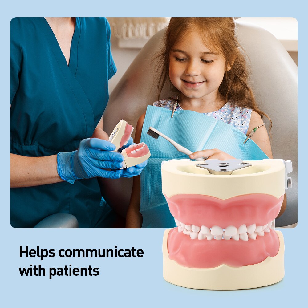 Dental Study Teaching Model Standard Removable Teeth Dentistry Equipment - KiwisLove
