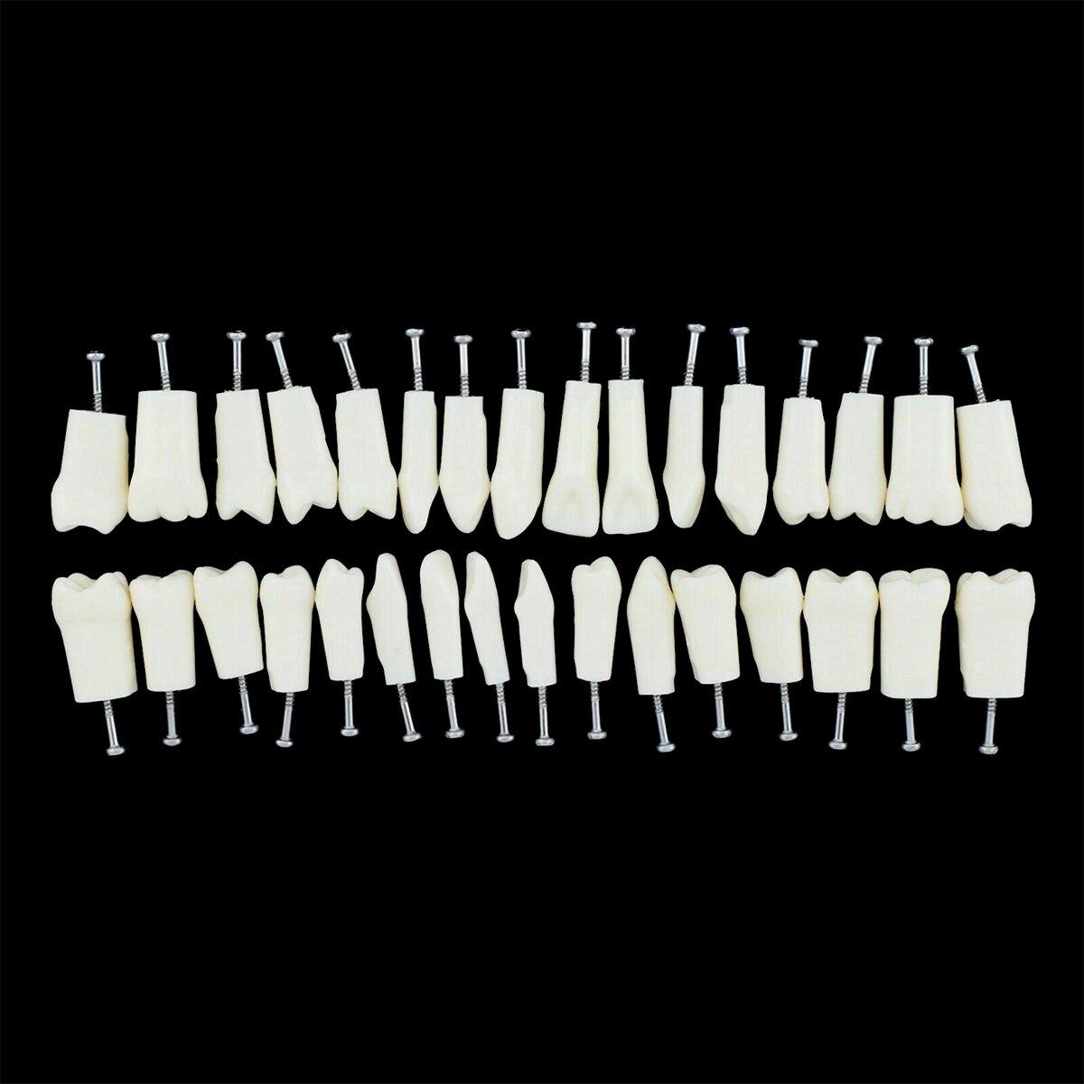 Azdent Dental Typodont Teaching Teeth Model With Removable Standard 32 Pcs Screw-in Teeths Demonstration - KiwisLove
