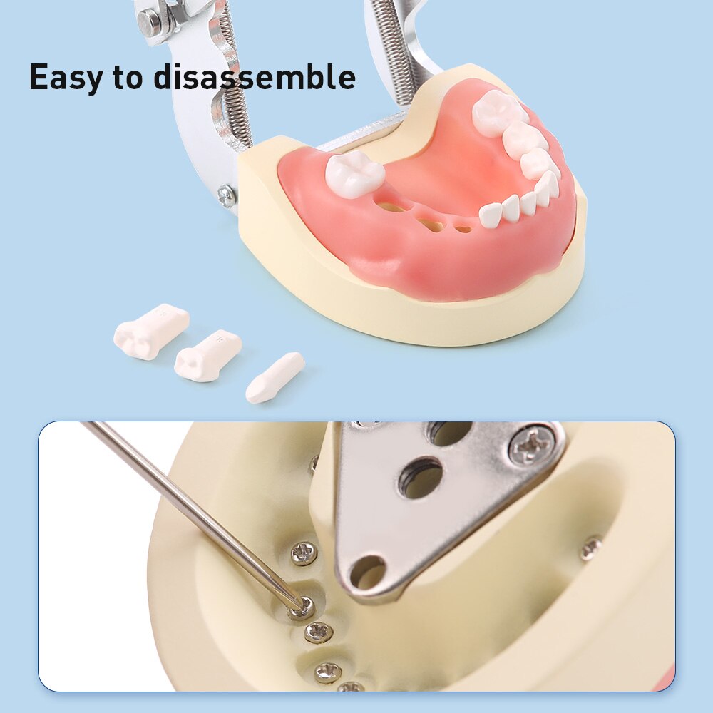 Dental Study Teaching Model Standard Removable Teeth Dentistry Equipment - KiwisLove