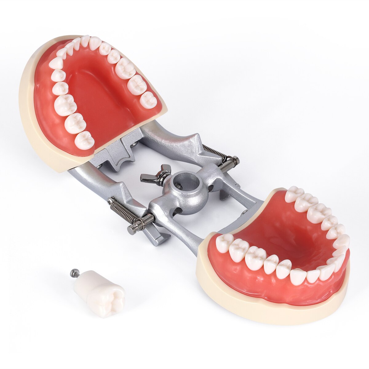Azdent Dental Typodont Teaching Teeth Model With Removable Standard 32 Pcs Screw-in Teeths Demonstration - KiwisLove