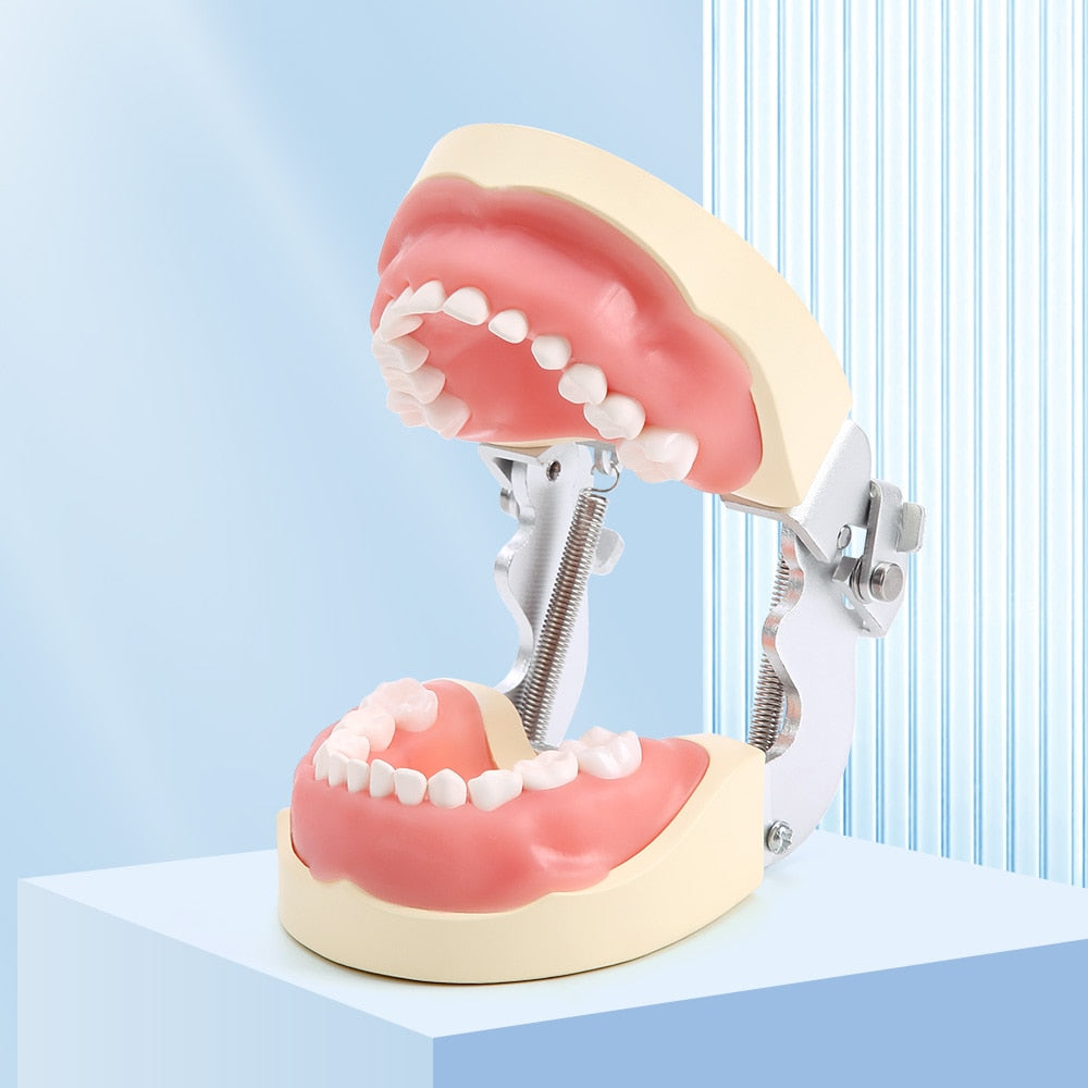 Dental Study Teaching Model Standard Removable Teeth Dentistry Equipment - KiwisLove