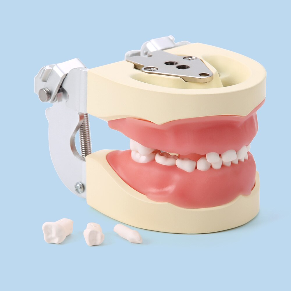 Dental Study Teaching Model Standard Removable Teeth Dentistry Equipment - KiwisLove
