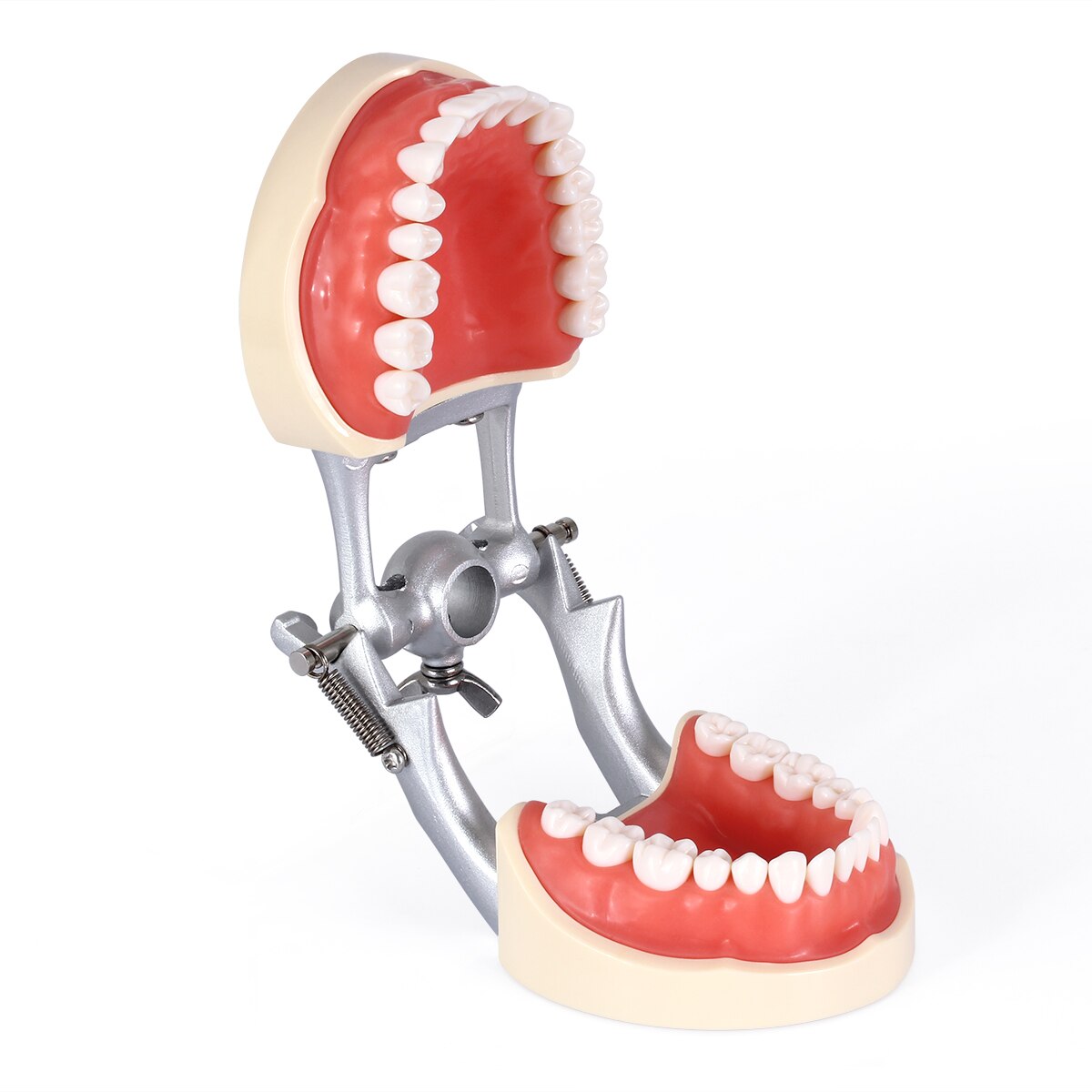 Azdent Dental Typodont Teaching Teeth Model With Removable Standard 32 Pcs Screw-in Teeths Demonstration - KiwisLove