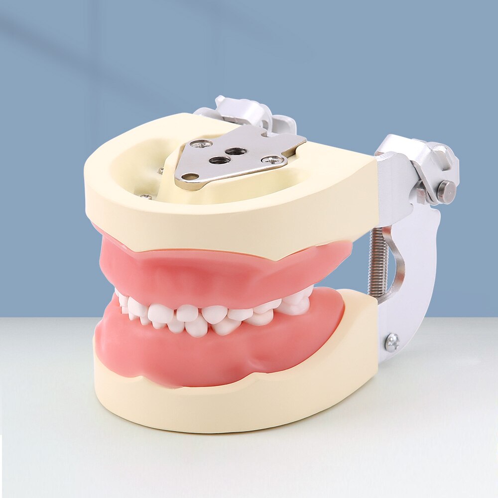 Dental Study Teaching Model Standard Removable Teeth Dentistry Equipment - KiwisLove