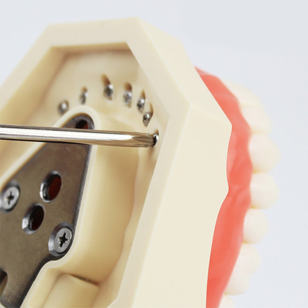 Azdent Dental Typodont Teaching Teeth Model With Removable Standard 32 Pcs Screw-in Teeths Demonstration - KiwisLove