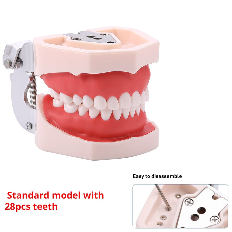 Dental Study Teaching Model Standard Removable Teeth Dentistry Equipment - KiwisLove