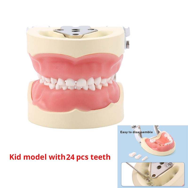 Dental Study Teaching Model Standard Removable Teeth Dentistry Equipment - KiwisLove