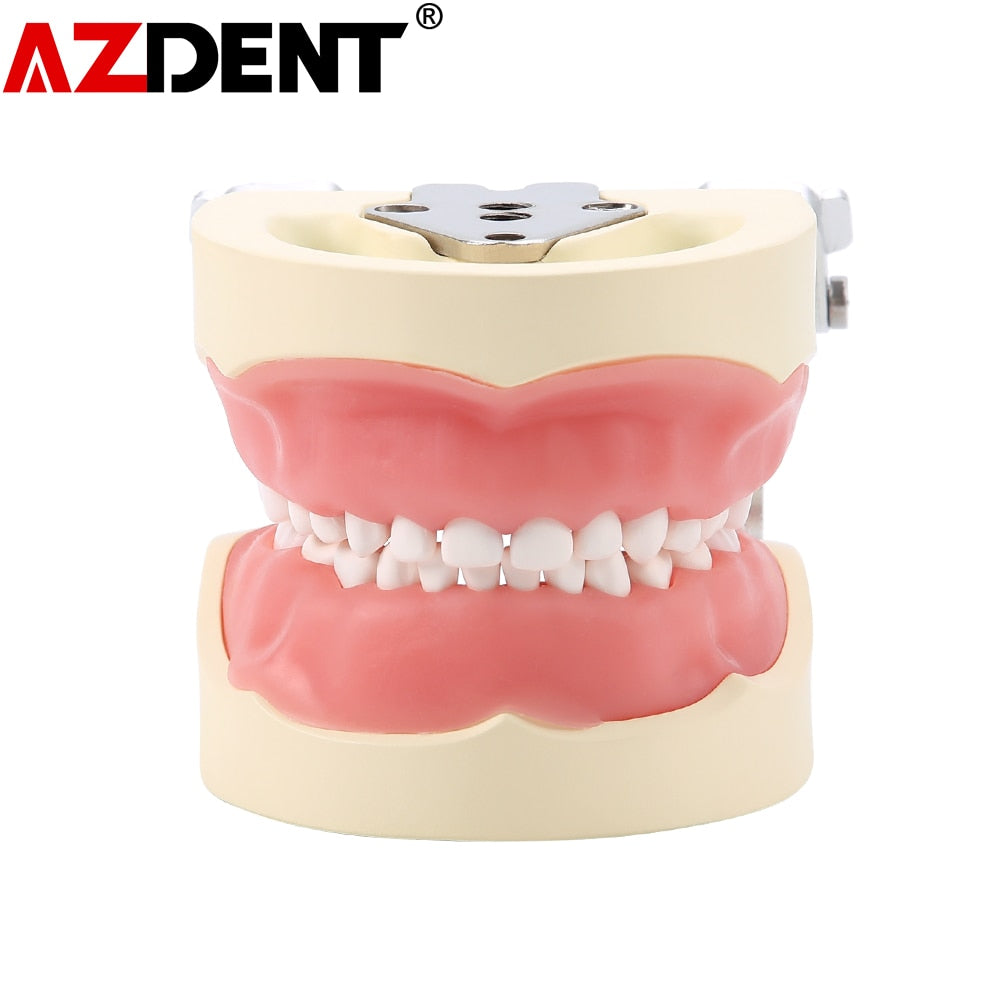 Dental Study Teaching Model Standard Removable Teeth Dentistry Equipment - KiwisLove
