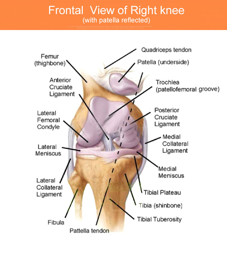 OPER Knee Orthosis Brace kneecap Joint Support Knee Pad Sleeve - KiwisLove