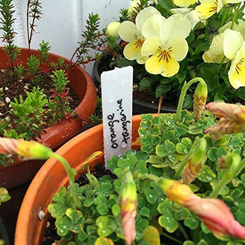 100Pcs Garden Plant Labels Plastic Plant Tags Nursery Markers - KiwisLove