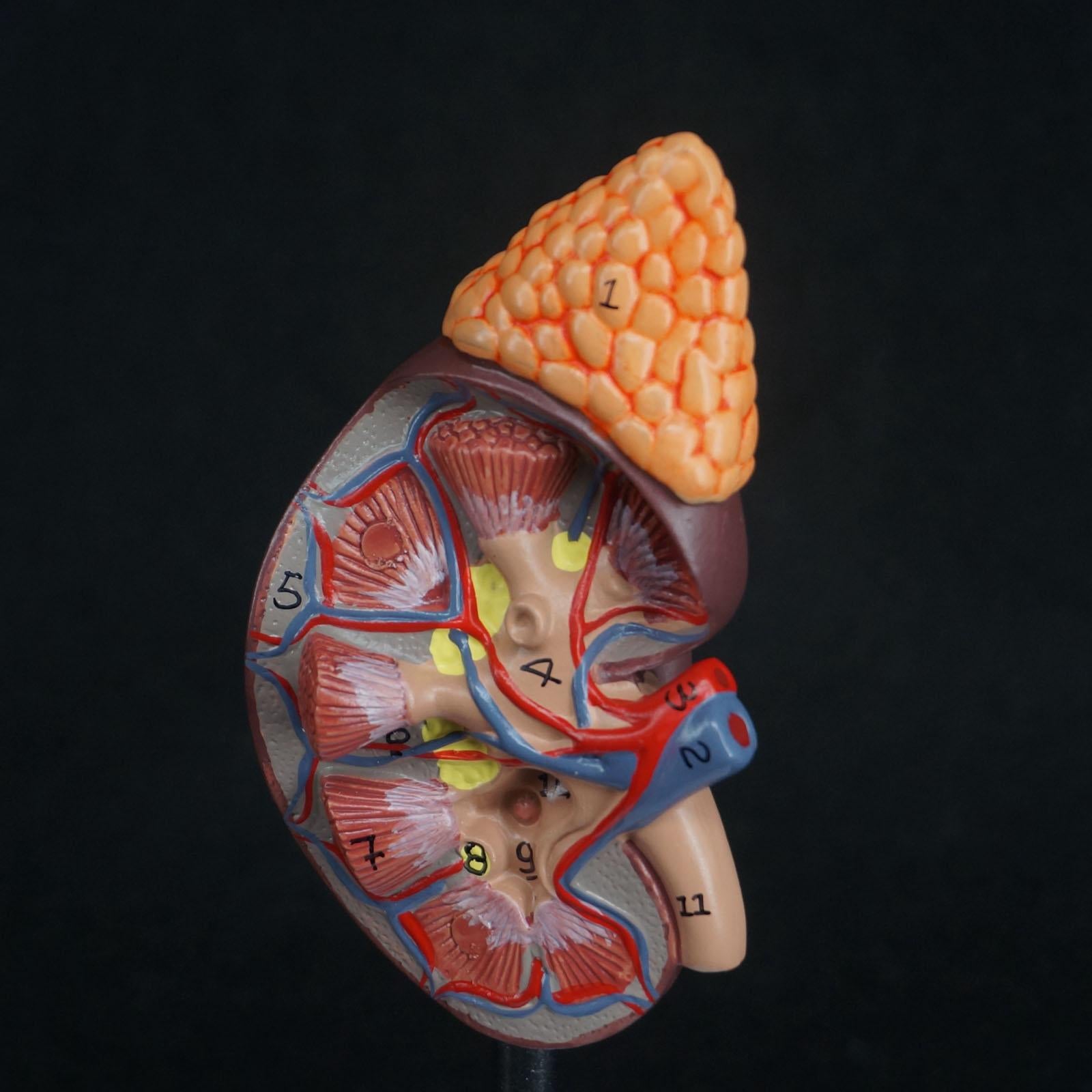 Human Kidney with Adrenal Gland Anatomical Medical Model Urology Anatomy - KiwisLove