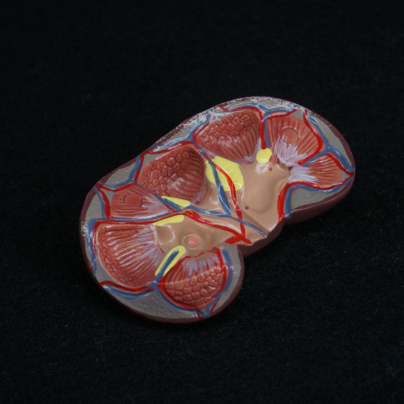 Human Kidney with Adrenal Gland Anatomical Medical Model Urology Anatomy - KiwisLove