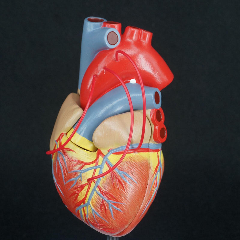 Scientific Heart with Bypass Life Size Anatomical Model Anatomy - KiwisLove
