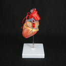 Scientific Heart with Bypass Life Size Anatomical Model Anatomy - KiwisLove