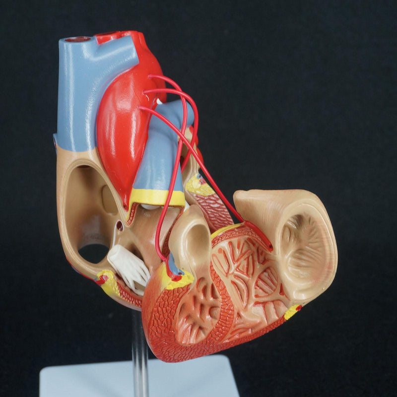 Scientific Heart with Bypass Life Size Anatomical Model Anatomy - KiwisLove