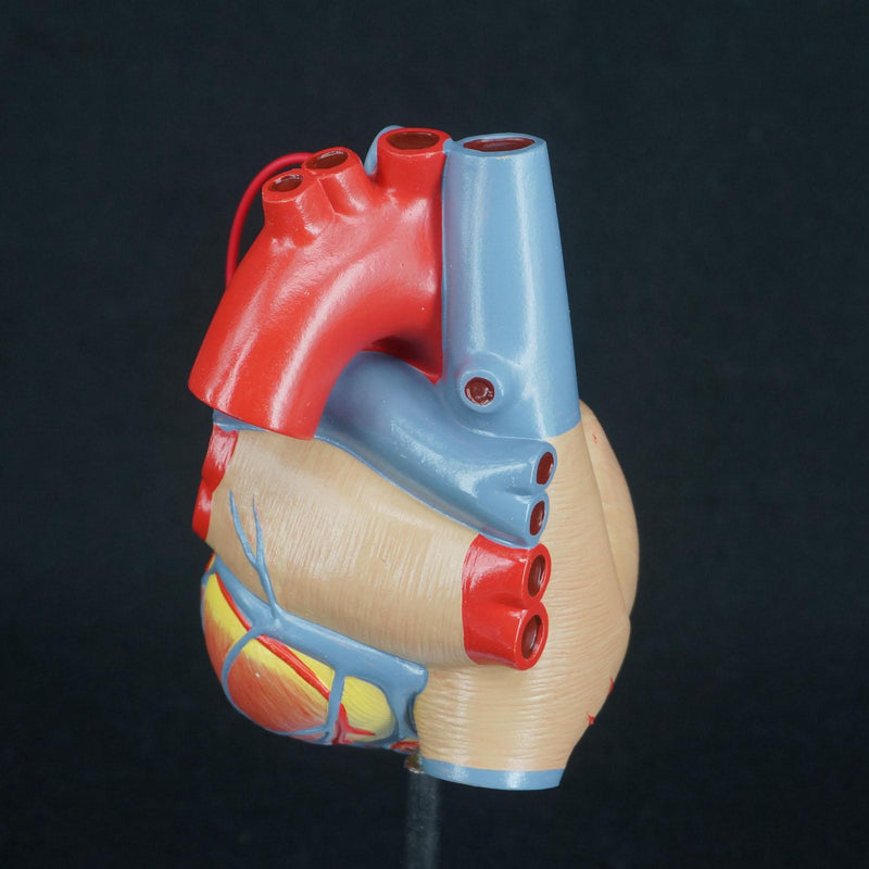 Scientific Heart with Bypass Life Size Anatomical Model Anatomy - KiwisLove