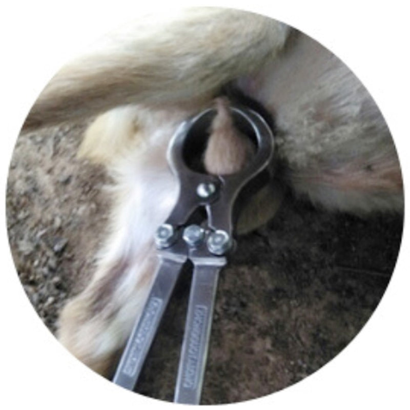 Livestock  Stainless Steel Bloodless Castration Clamp Cattle - KiwisLove