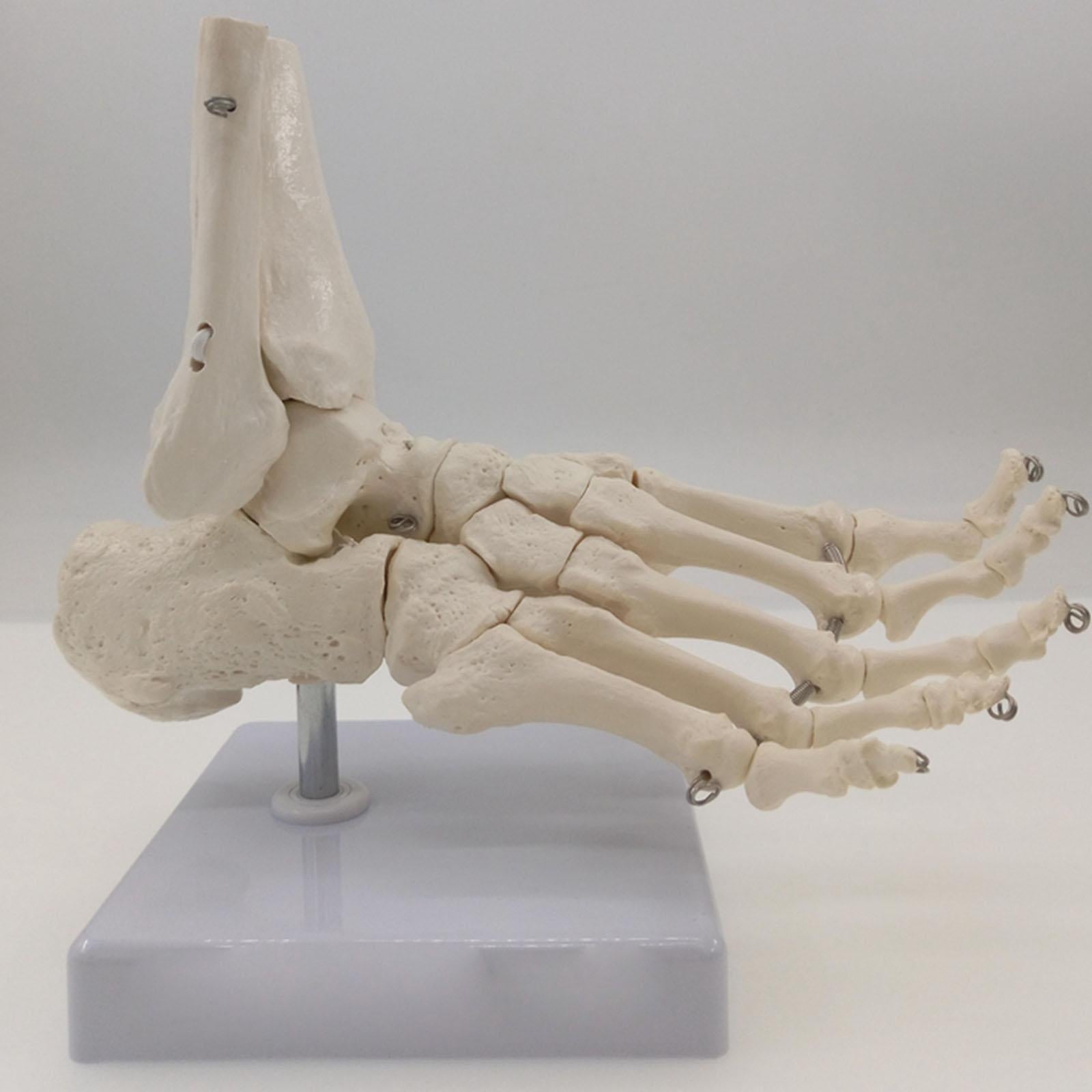 Foot and Ankle Joint Functional Anatomical Skeleton Model | KiwisLove