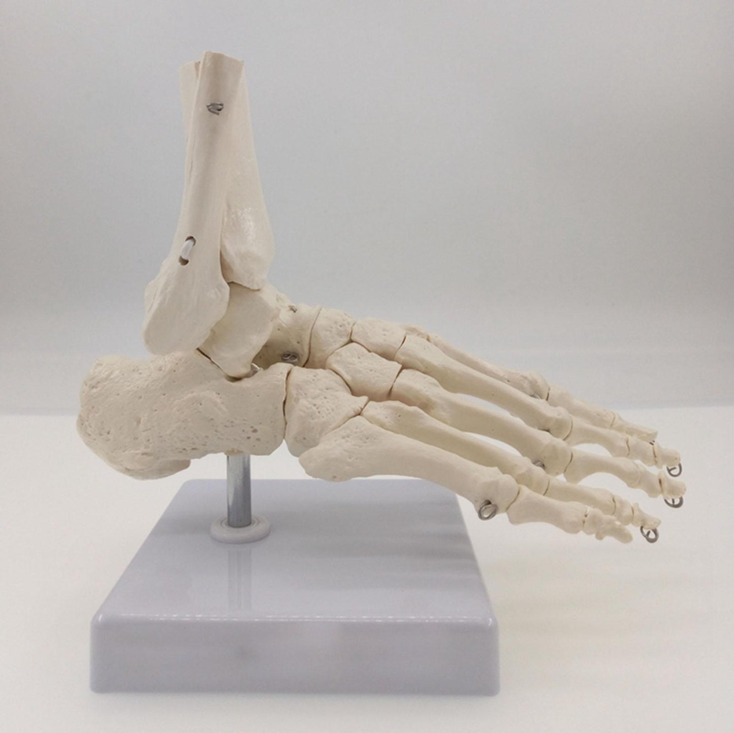Foot and Ankle Joint Functional Anatomical Skeleton Model - KiwisLove