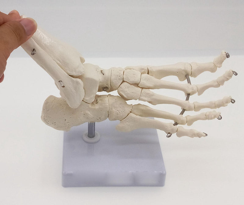Foot and Ankle Joint Functional Anatomical Skeleton Model - KiwisLove