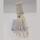 Foot and Ankle Joint Functional Anatomical Skeleton Model - KiwisLove
