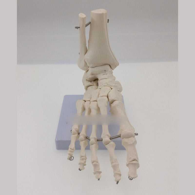 Foot and Ankle Joint Functional Anatomical Skeleton Model - KiwisLove