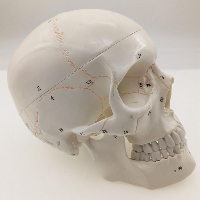 Numbered Human Skull Model Bone Suture Clear Matt 1:1 - KiwisLove