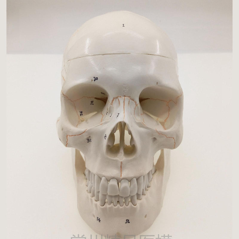 Numbered Human Skull Model Bone Suture Clear Matt 1:1 - KiwisLove