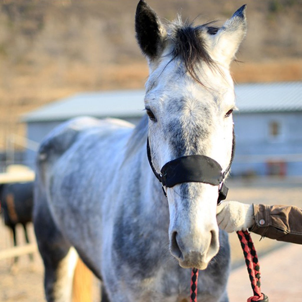 Thicken Horse Halter Padded Bridle Rein Headstall Head Collar Strap Stable Horse Ridding Halter Bridle Strap Equestrian - KiwisLove