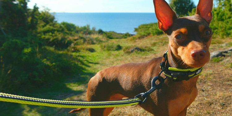 Truelove Soft Dog Pet Leash in Harness and Collar Reflective Nylon Mesh TLL2111 - KiwisLove